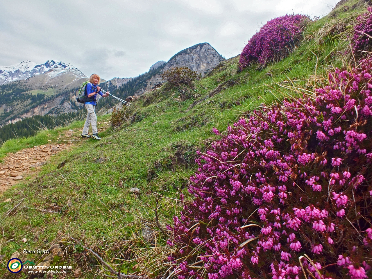 22 in direzione Forcolino con erica in fiore....JPG